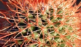 Mammillaria petterssonii (1).jpg